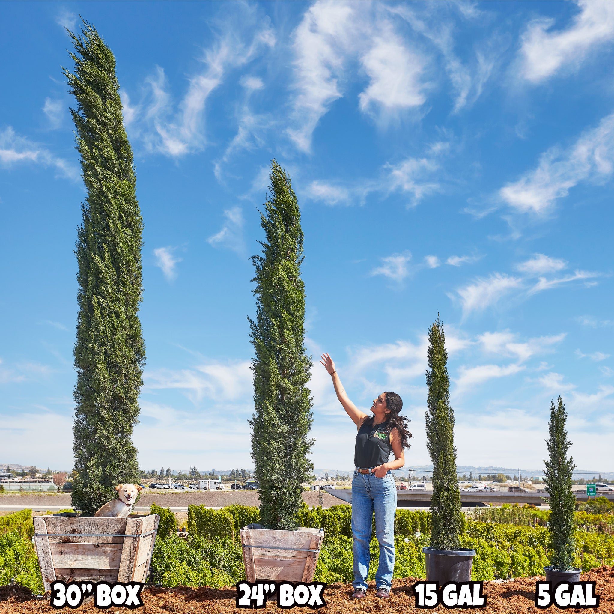 Italian Cypress