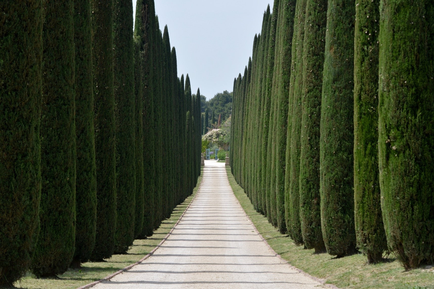 Italian Cypress