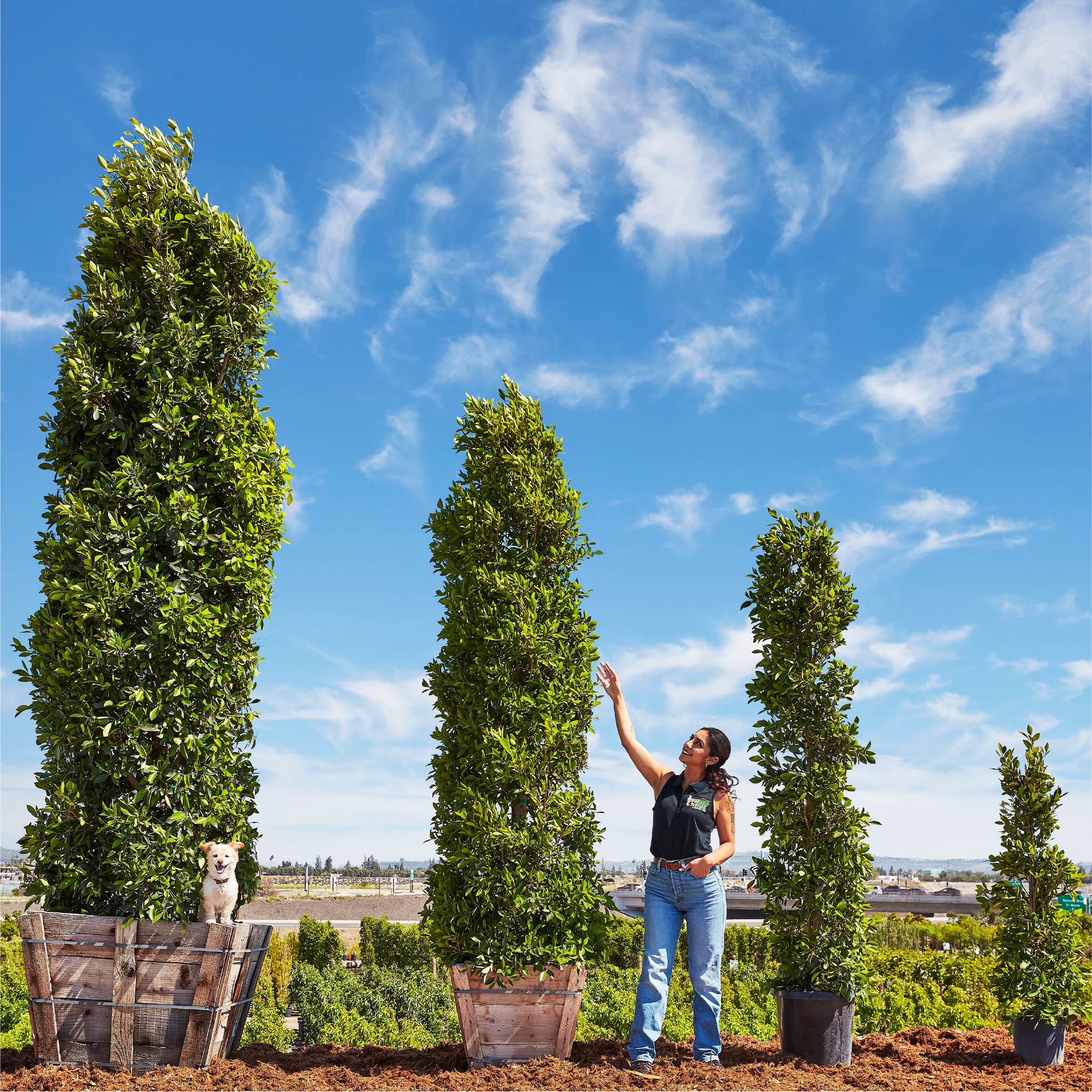 Indian Laurel Fig