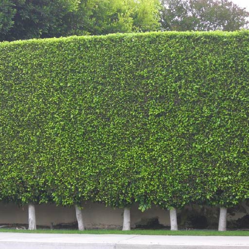 Indian Laurel Fig