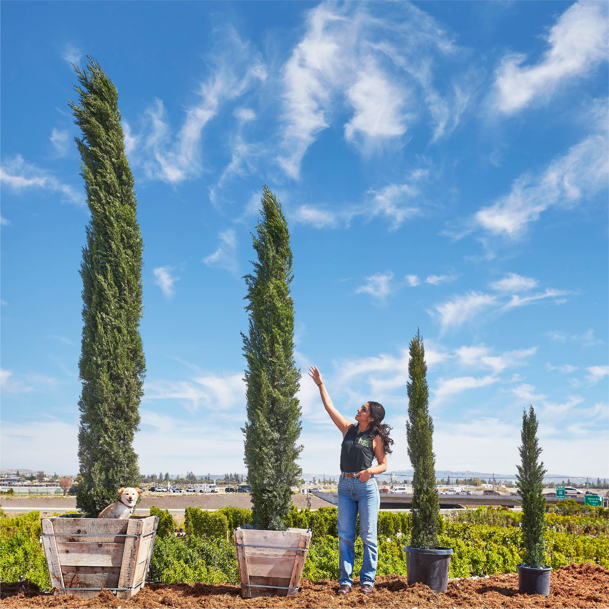 Italian Cypress
