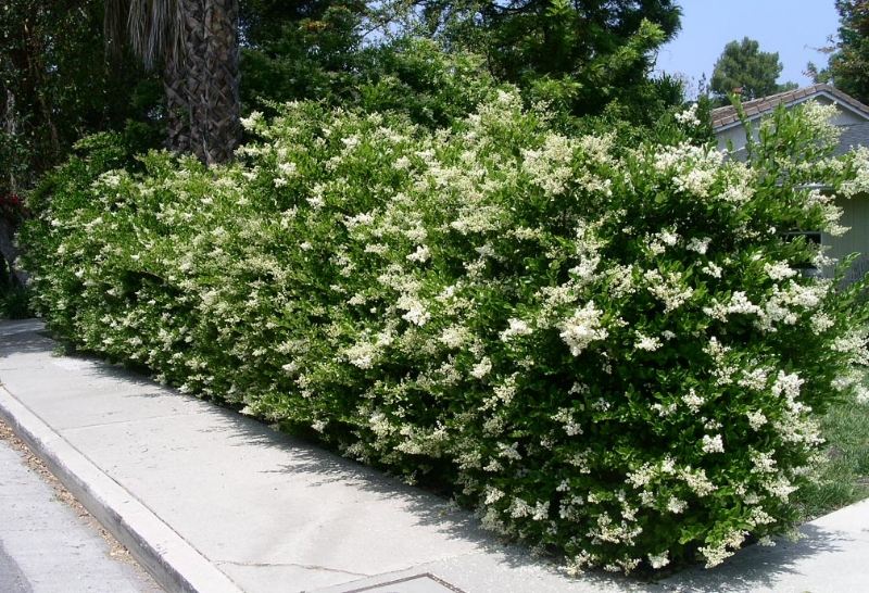 Texas Privet